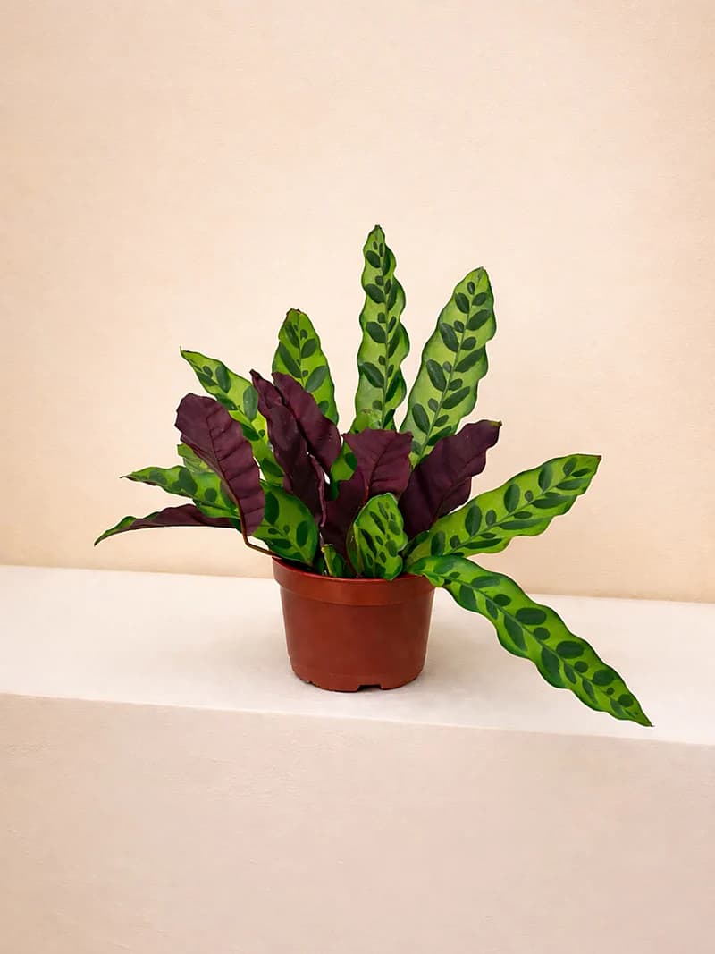 Calathea Lancifolia