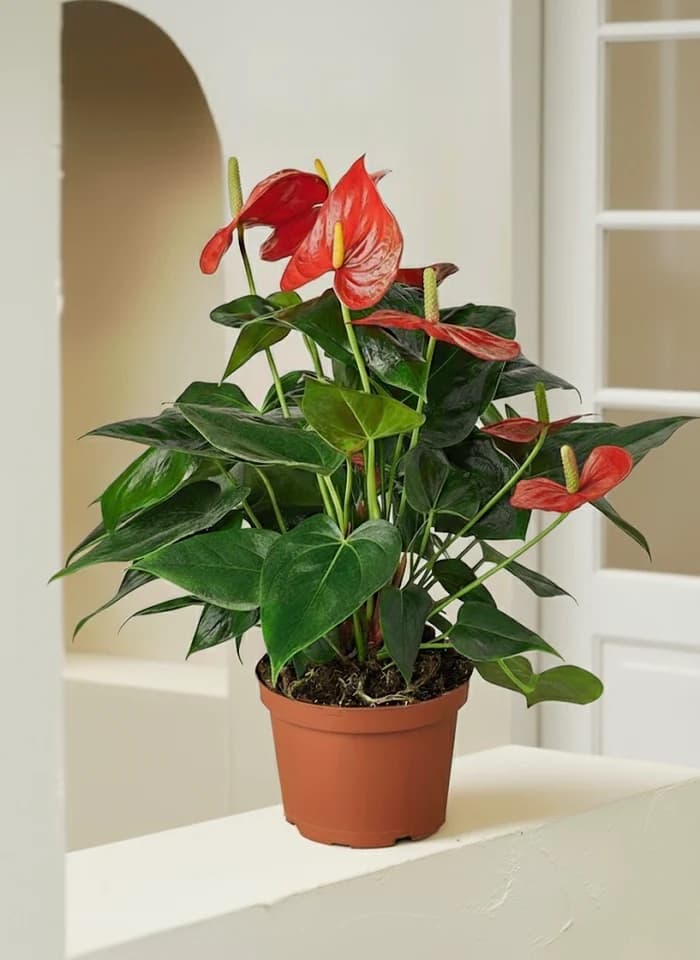 Flamingo Plant