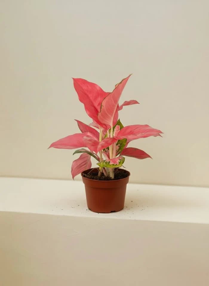 Aglaonema Pink