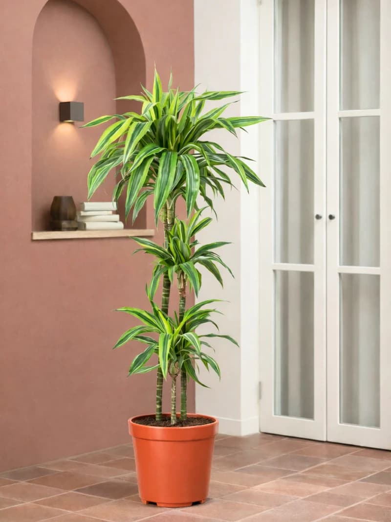 Dracaena Lemon Lime