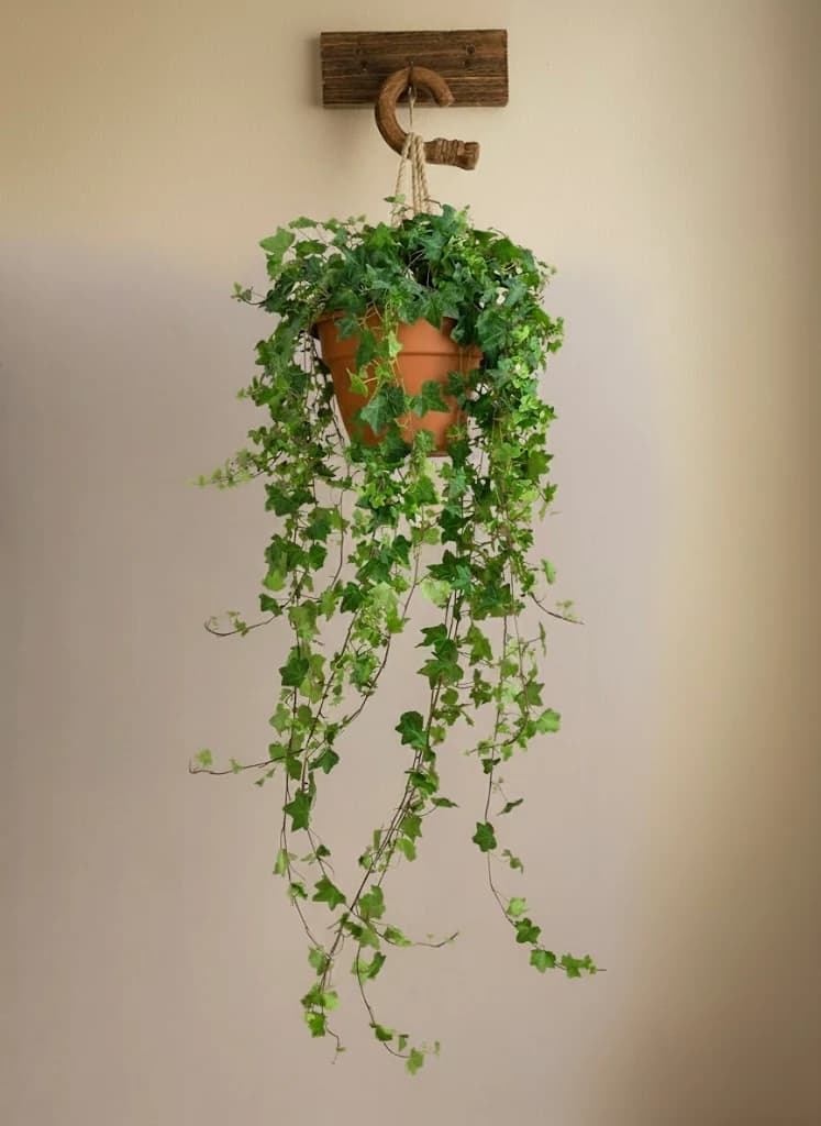 English Ivy